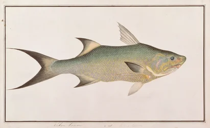 Pez hilo, de Dibujos de peces de Malaca, c.1805-18